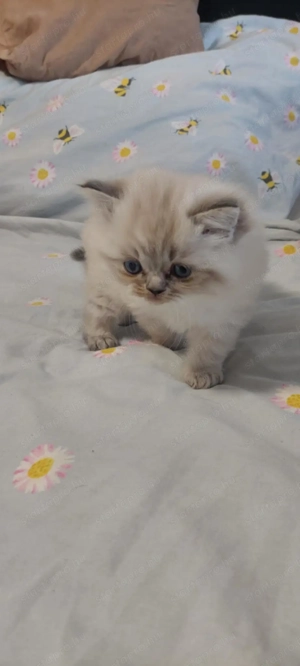 Ragdoll cica - kép 4