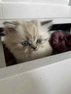 Ragdoll cica - kép 5