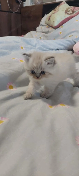 Ragdoll cica - kép 3