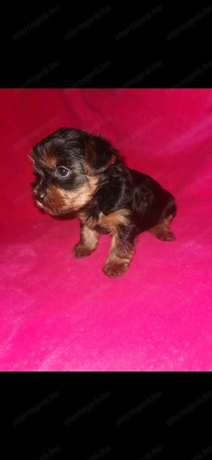 Yorki bébik szerető othonba költöznének