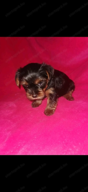 Yorki bébik szerető othonba költöznének - kép 2