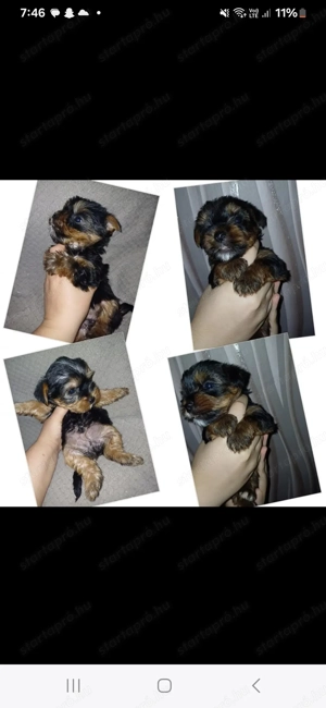 Yorki bébik szerető othonba költöznének - kép 4