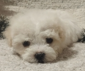 Bolognese kiskutyák 