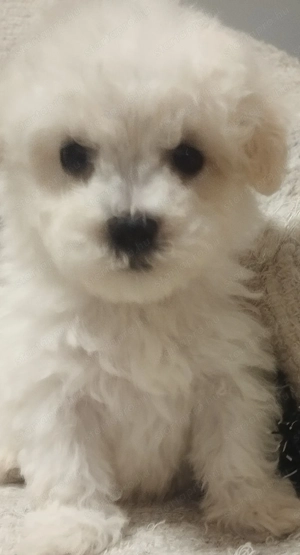 Bolognese kiskutyák  - kép 3