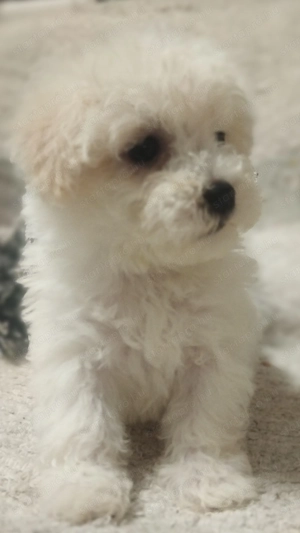 Bolognese kiskutyák  - kép 5