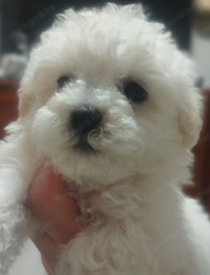 Bolognese kiskutyák  - kép 2