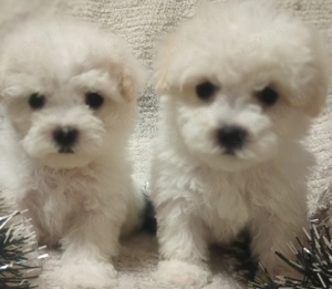 Bolognese kiskutyák  - kép 4