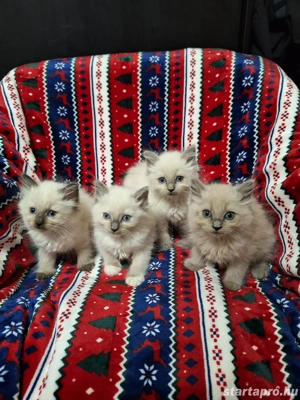 Gyönyörű ragdoll 10 hetes kiscicák eladóak.