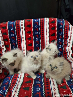 Gyönyörű ragdoll 10 hetes kiscicák eladóak. - kép 2