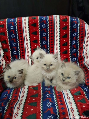 Gyönyörű ragdoll 10 hetes kiscicák eladóak. - kép 3