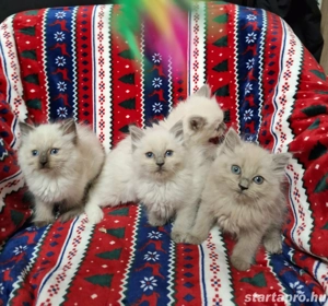 Gyönyörű ragdoll 10 hetes kiscicák eladóak. - kép 4