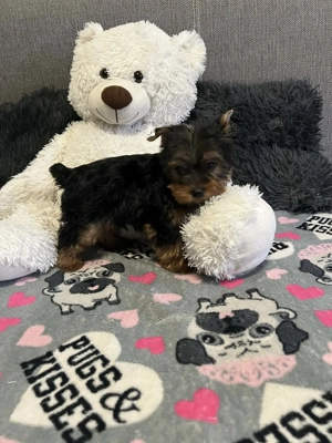 Yorki kis baba kiskutyák - kép 2