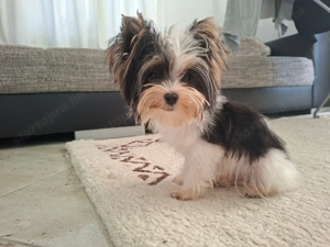 Gyönyörű szép mini Biewer Yorkshire terrier kisfiú yorki - kép 3
