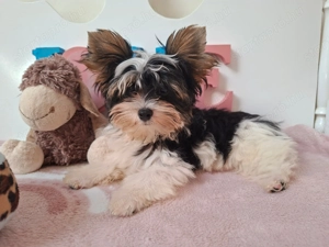 Gyönyörű szép Biewer Yorkshire terrier kisfiú yorki - kép 2