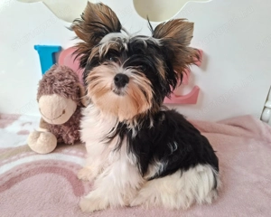 Gyönyörű szép Biewer Yorkshire terrier kisfiú yorki - kép 3
