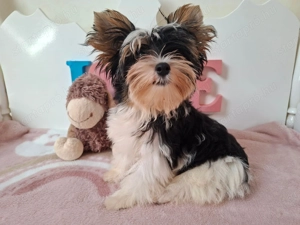 Gyönyörű szép Biewer Yorkshire terrier kisfiú yorki - kép 4