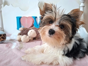 Gyönyörű szép Biewer Yorkshire terrier kisfiú yorki - kép 2