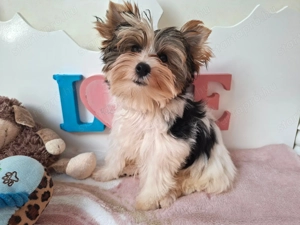Gyönyörű szép Biewer Yorkshire terrier kisfiú yorki - kép 3