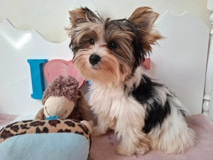 Gyönyörű szép Biewer Yorkshire terrier kisfiú yorki - kép 4