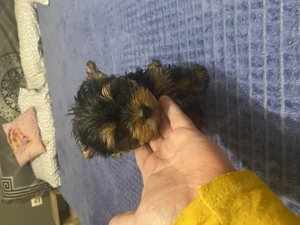 Yorki kislány kisfiú - kép 5