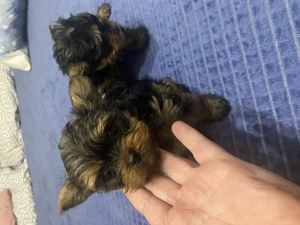 Yorki kislány kisfiú - kép 2