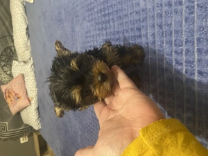 Yorki kislány kisfiú - kép 6