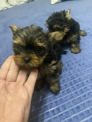 Yorki kislány kisfiú - kép 3