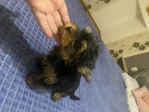 Yorki kislány kisfiú - kép 4