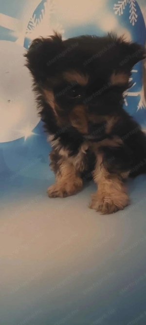 Eladó bishon havanese kislány  - kép 2