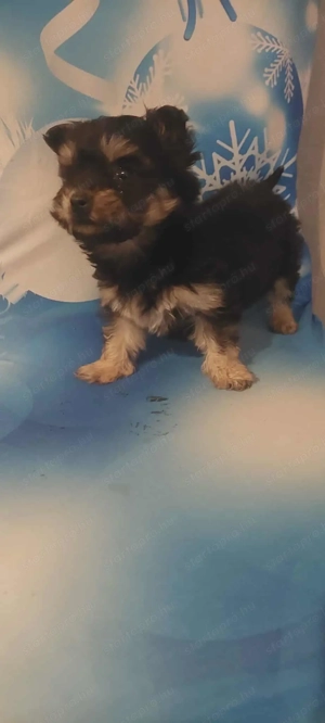 Eladó bishon havanese kislány  - kép 3