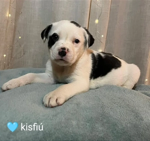 Amerikai staffordshire terrier fajtatiszta kiskutyák eladók 