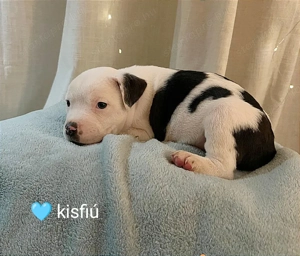 Amerikai staffordshire terrier fajtatiszta kiskutyák eladók  - kép 2