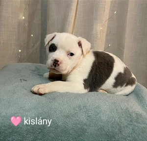 Amerikai staffordshire terrier fajtatiszta kiskutyák eladók  - kép 6