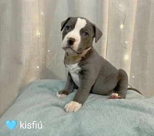 Amerikai staffordshire terrier fajtatiszta kiskutyák eladók  - kép 5