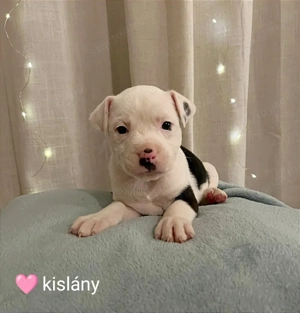 Amerikai staffordshire terrier fajtatiszta kiskutyák eladók  - kép 3