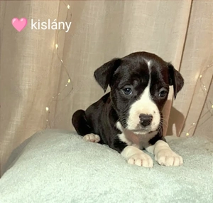 Amerikai staffordshire terrier fajtatiszta kiskutyák eladók  - kép 4