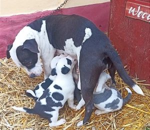 Amerikai staffordshire terrier fajtatiszta kiskutyák eladók  - kép 7