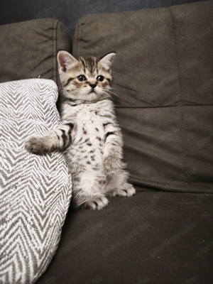 Brit kisfiú cica,macska