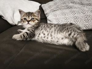 Brit kisfiú cica,macska - kép 2