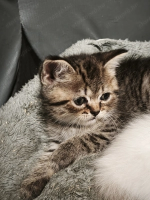 Brit kisfiú cica,macska - kép 3