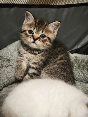 Brit kisfiú cica,macska - kép 4