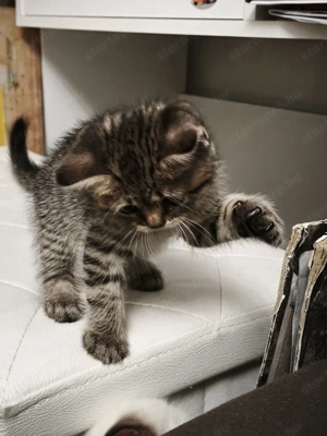 Brit kisfiú cica,macska - kép 5