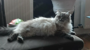 Brit kisfiú cica,macska - kép 6