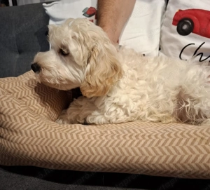 Maltipoo kan kiskutya - kép 3