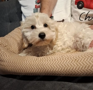 Maltipoo kan kiskutya - kép 2