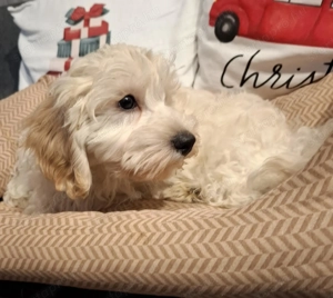 Maltipoo kan kiskutya - kép 4