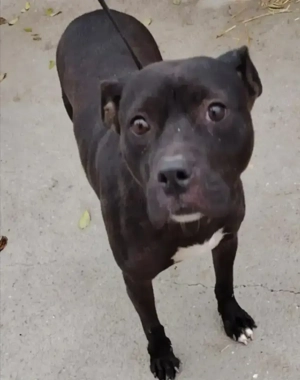 Jászladányi gyepmesteri telep gazdakeresői sos - kép 7