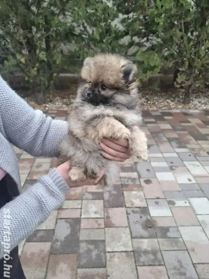 Pomerániai törpe Spicc Babák