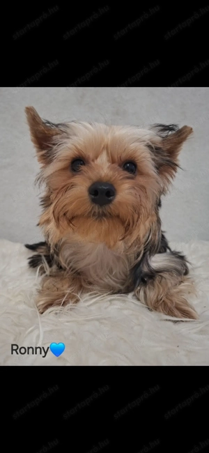 Colorful Yorkshire Terrier - kép 2