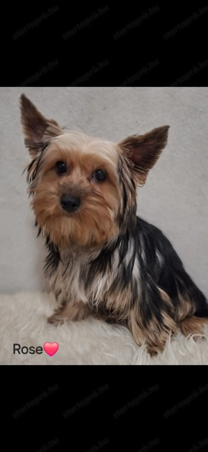 Colorful Yorkshire Terrier - kép 3